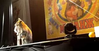 Karhu hyökkää sirkustaiteilijan kimppuun