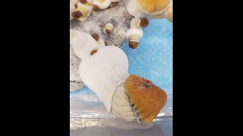 Mycology Mondays #77 - Multiple examples of How to Clone a Mushroom🍄 From a Sample of Genetic🧬Tissue