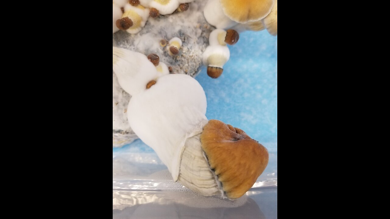 Mycology Mondays #77 - Multiple examples of How to Clone a Mushroom🍄 From a Sample of Genetic🧬Tissue