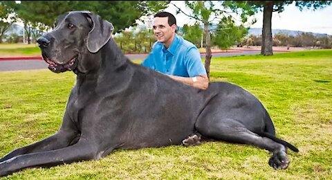 TOP 10 BIGGEST DOGS IN THE WORLD 2020.