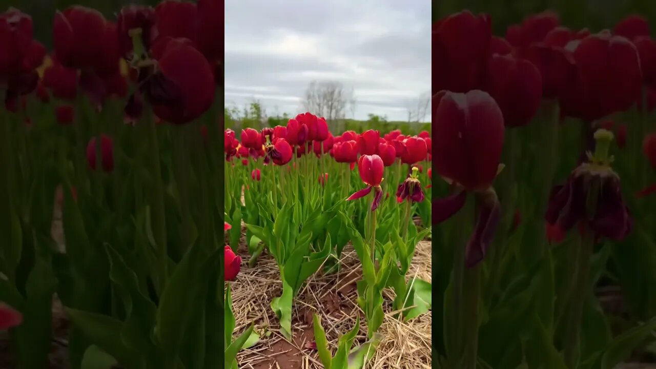 Belfast Tulip Field is Beautiful #PEI