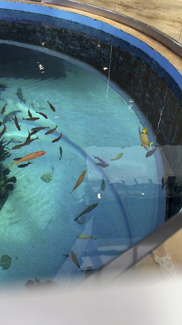Texas State Aquarium