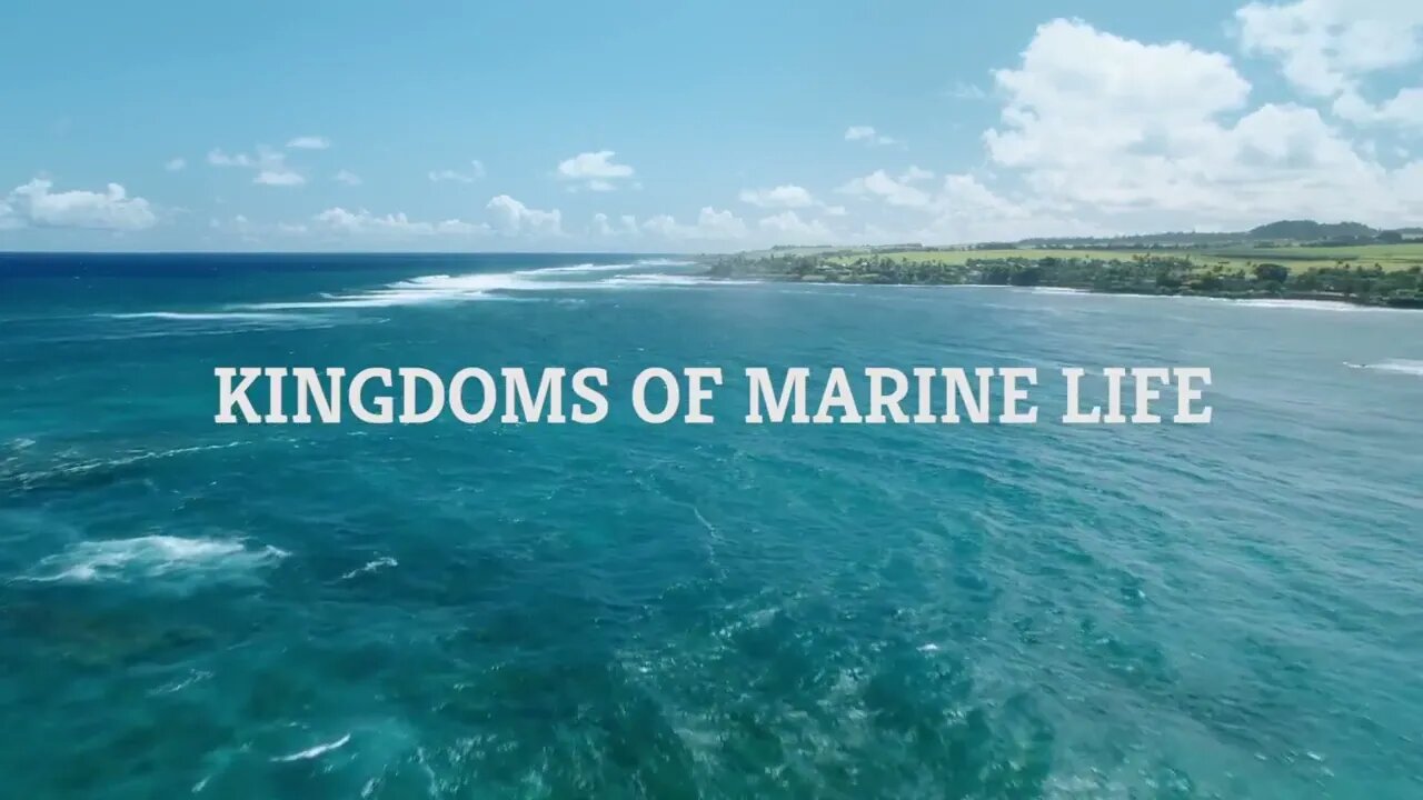 Kingdoms of Marine Life | Marine Biology | The Good and the Beautiful