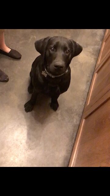 Hungry pup has funniest reaction ever to tiny mic interview