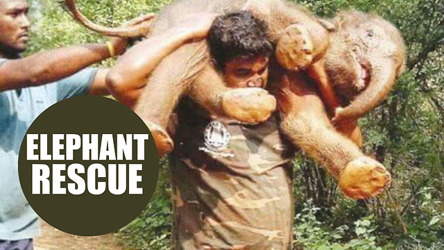 Rescuers CARRIED a starving baby elephant on their shoulders to reunite it with its worried mum