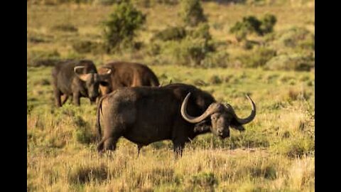 Quand des buffles sauvent un éléphanteau de lions affamés