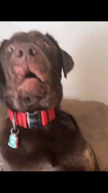 A Dogs Reaction To Being Eaten Pt 2