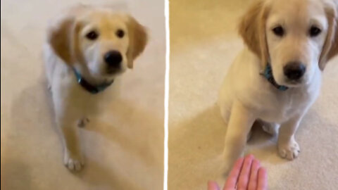 funny golden retriever being a good boy and pawing his owner