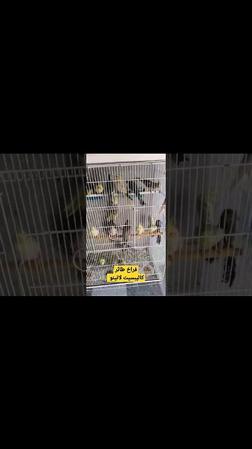 مسابقة فراخ طائر كاليبسيت لاتينو