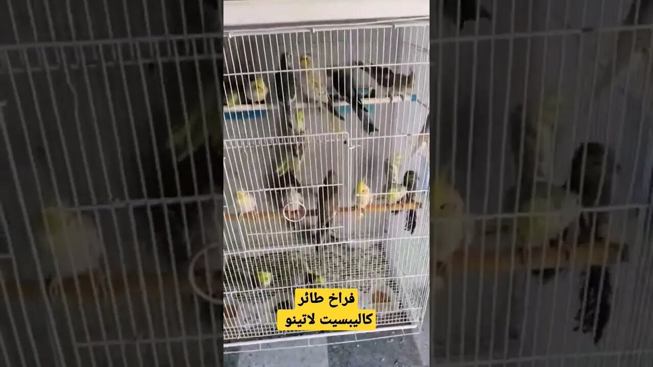 مسابقة فراخ طائر كاليبسيت لاتينو