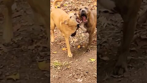 2 beasts meet in the woods #shorts #dogsplaying #pitbulldog