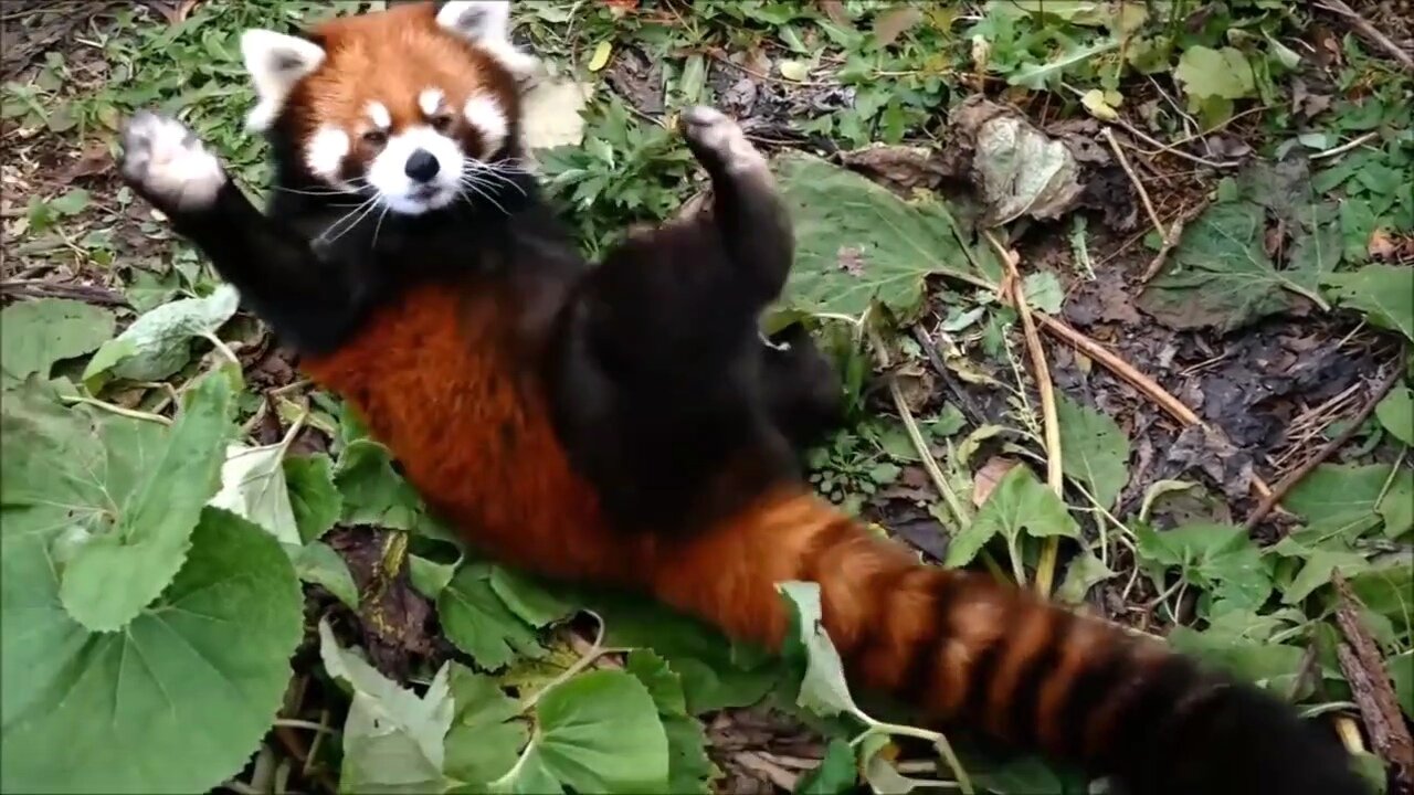 Most Adorable Red Panda - CUTEST Compilation