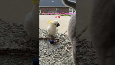 He wanted a kiss #cutepets #parrot #shorts #cockatoo #cat