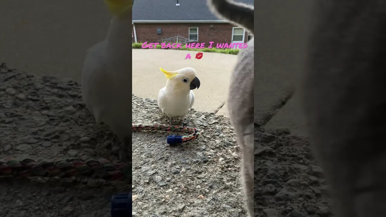 He wanted a kiss #cutepets #parrot #shorts #cockatoo #cat