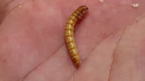 Mealworm farming