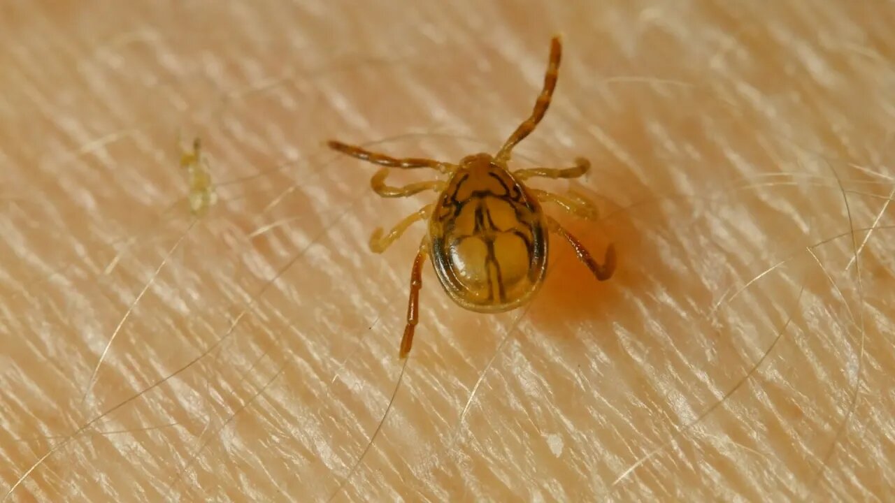 Tips To Protect Yourself Against Ticks | July 28, 2023 | Micah Quinn | Bridge City News