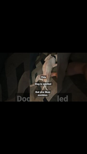spoiled pit bull #lazyday #zombies #7daystodie #jawoodle #pitbull #doggo