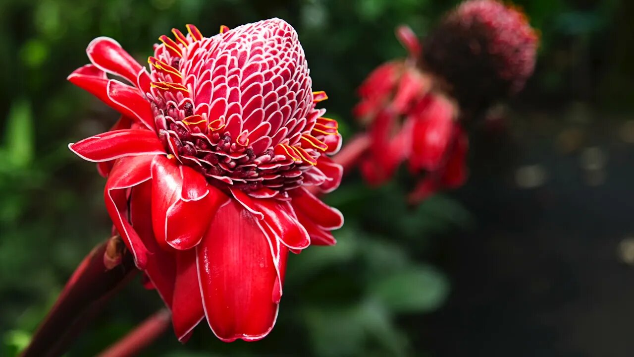 The Hawaii Tropical Bioreserve and Garden, Hawaii Island.