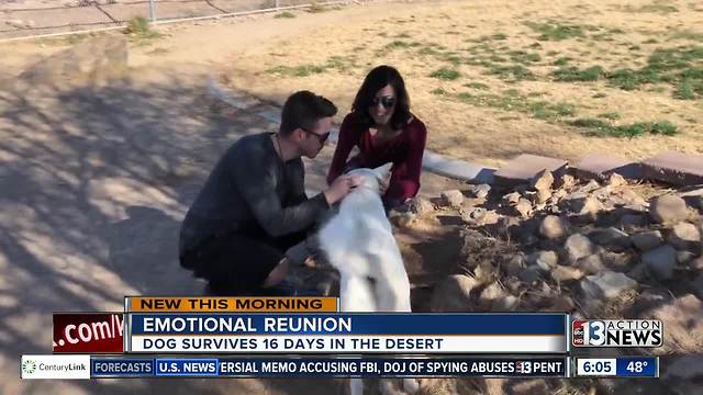 Las Vegas dog survives 16 days in the desert