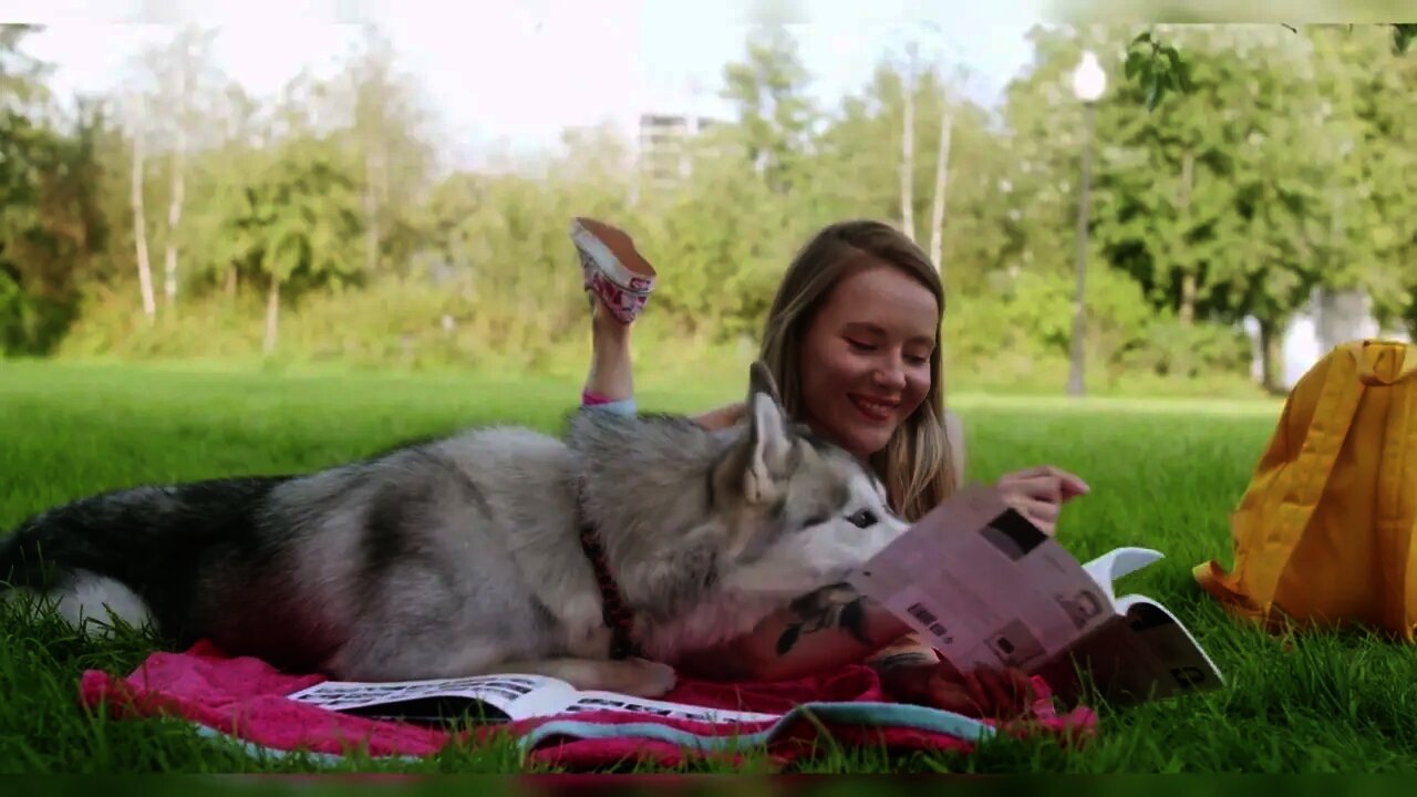 #Dog Training How To Teach Your dog #cute video