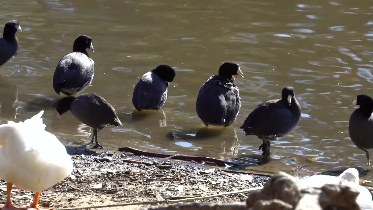 Cat TV: Ducks on shore 3