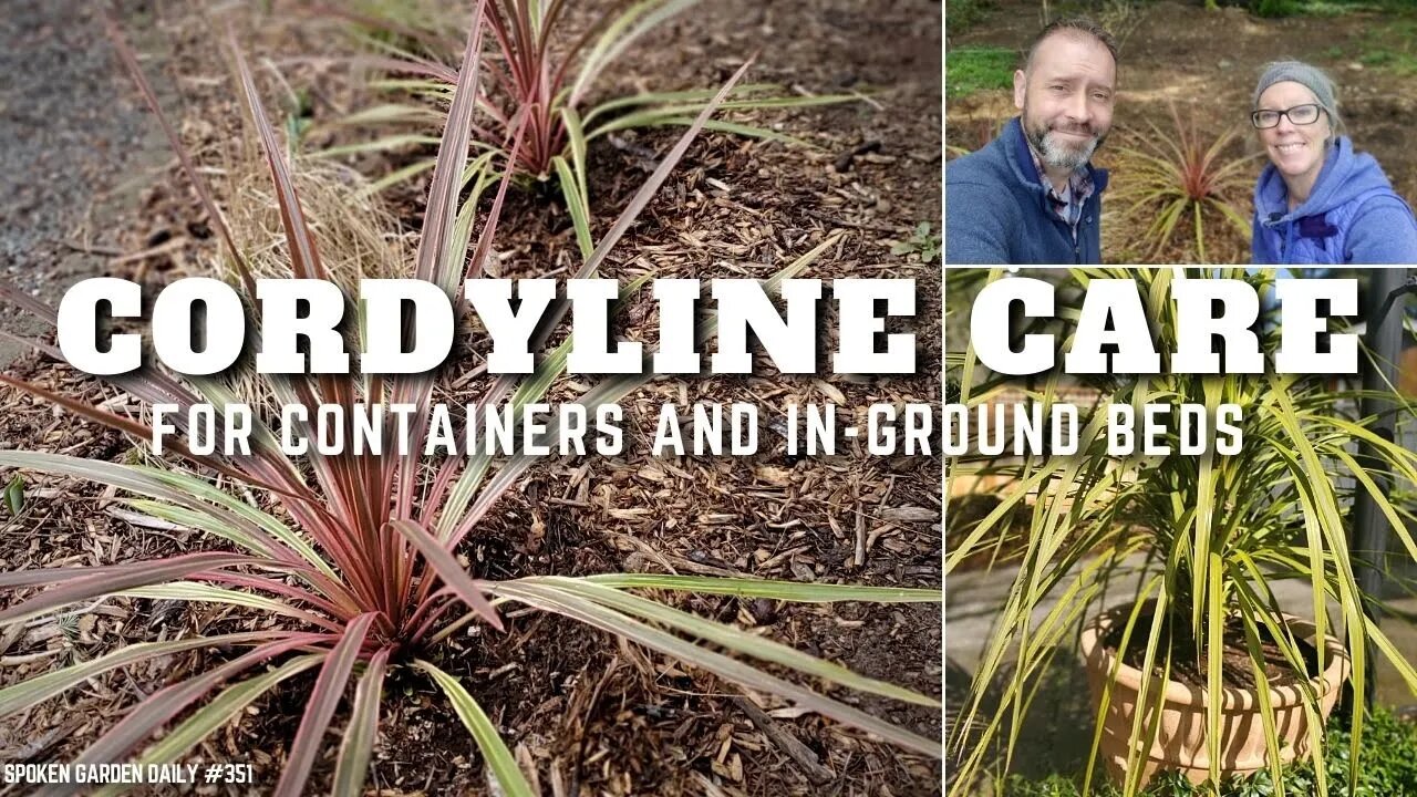 🌴 Cordyline Care | Cordyline Plant - SGD 351 🌴