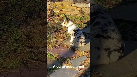 Corgi Astrid knows how to 🎊! #farmlife #cute #corgi