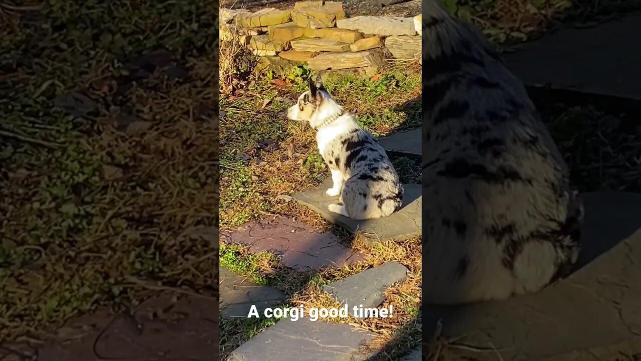 Corgi Astrid knows how to 🎊! #farmlife #cute #corgi