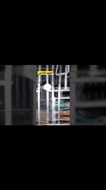 طيور البادجى هوكو كيوت روعة مرحبا