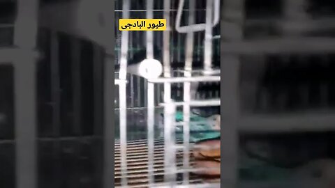 طيور البادجى هوكو كيوت روعة مرحبا