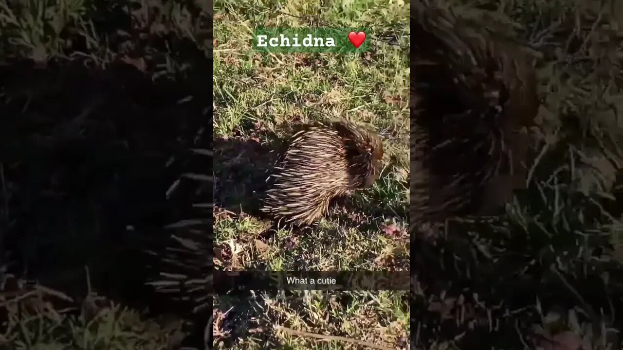 Cute echidna ❤️