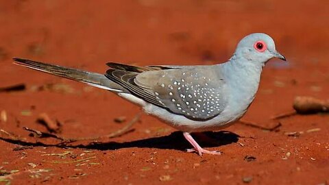 Diamond Pied Dove pair