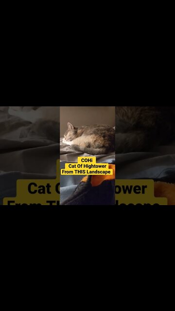 COHi the Cat what's real