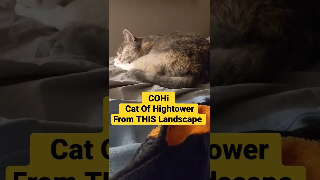 COHi the Cat what's real