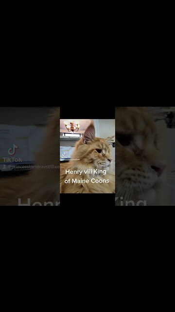 Maine Coon Kitten How you like that