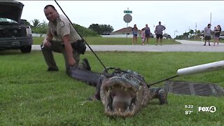 Nine foot gator found in Cape Coral