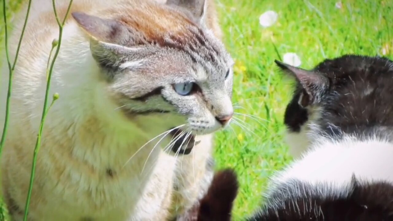 Angry Street Cats, Random Feral Cat Fight Compilation From All Around The World