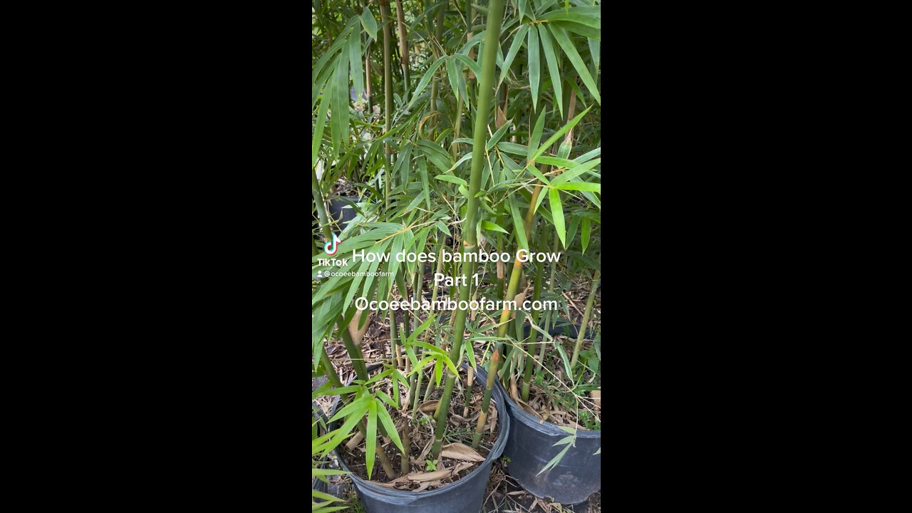 How does bamboo Grow