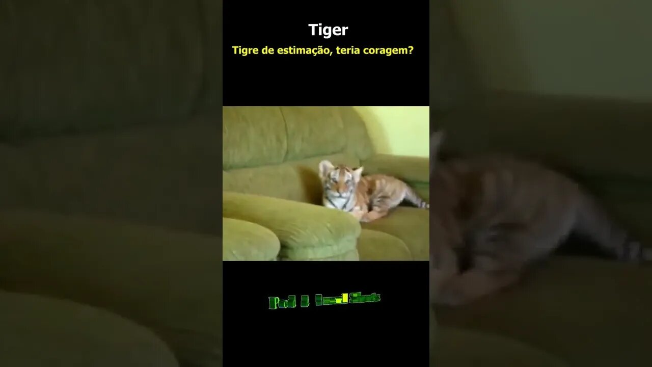 Tigre de estimação, teria coragem