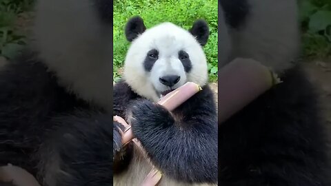 cutie eating bamboo