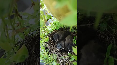 bulbul chick's growing