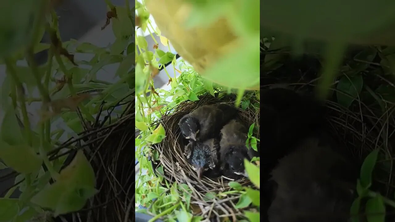 bulbul chick's growing