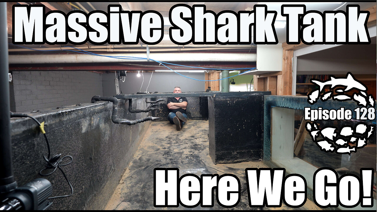 Massive Basement DIY Shark Aquarium is Done? Plus Baby Sharks, Monster Fish and Much More!