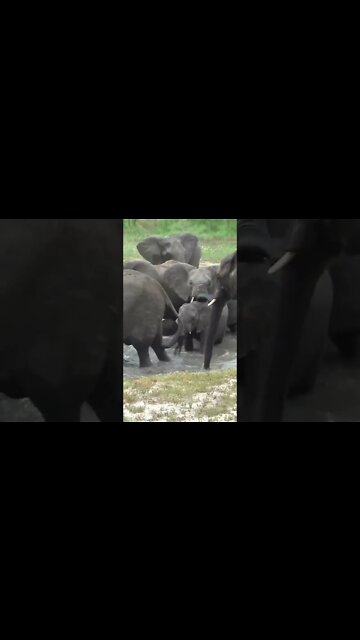 Baby Elephant's First Swim! #shorts