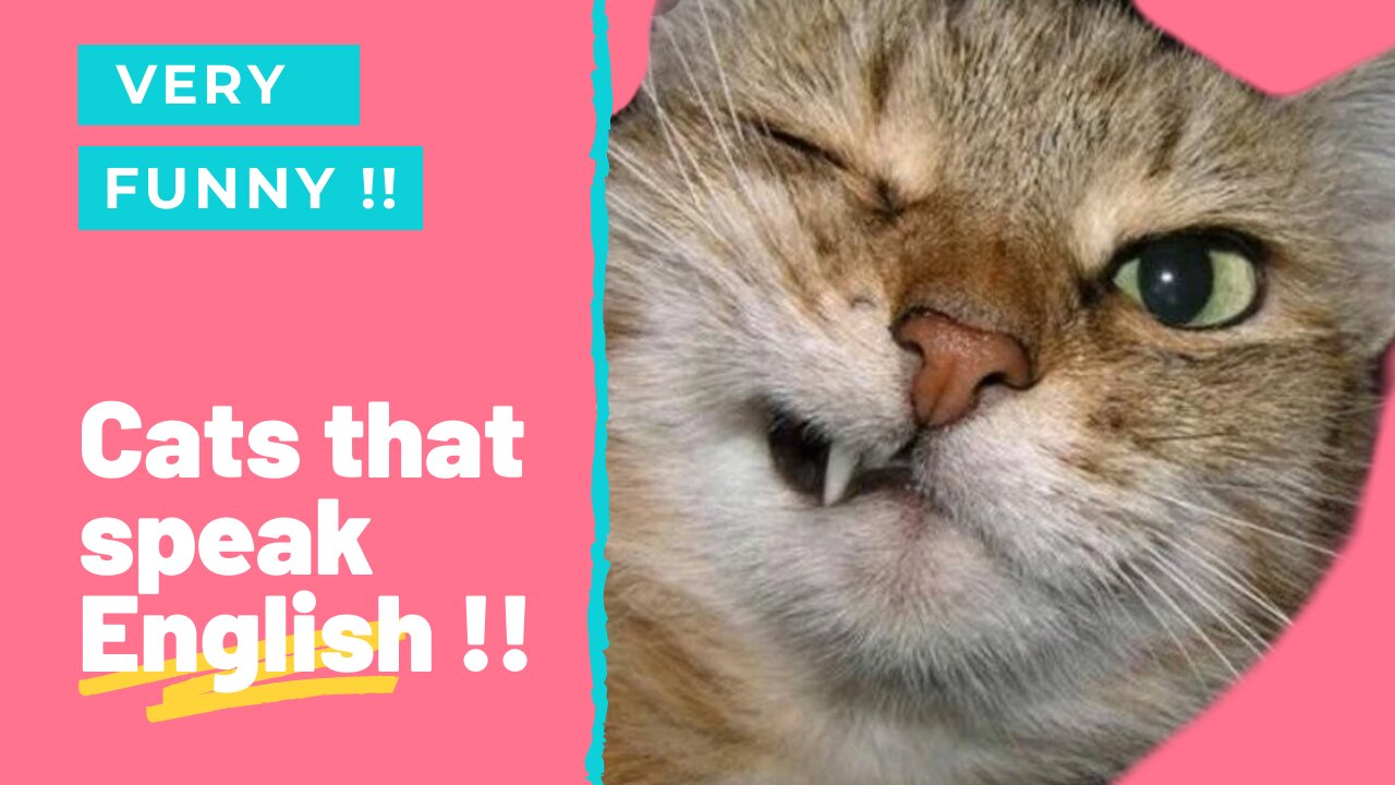 The funniest cats that speak English is very funny !!