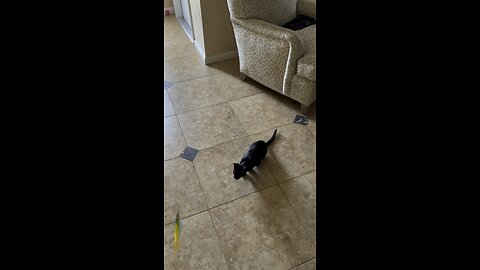 Baby’s Got Ups! #FYP #BlackCat #Jumper #Kitten #mywalksinparadise #4K