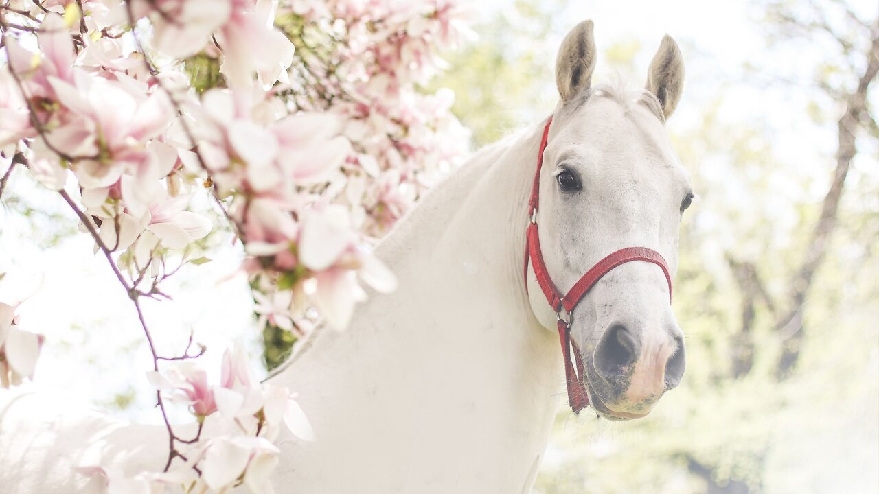 It will all begin in June - The White Horse Rider