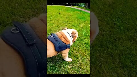 Funny dog video #short #ytshorts #youtubeshorts