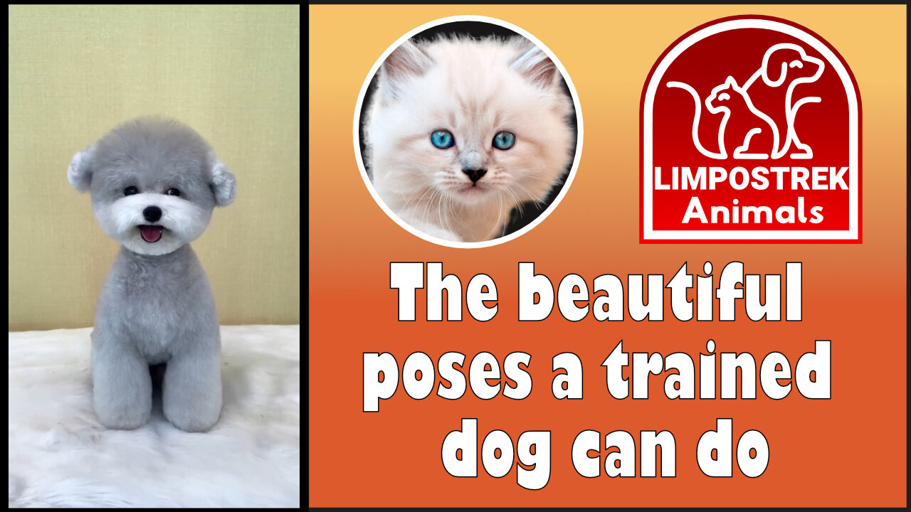 The beautiful poses a trained dog can do