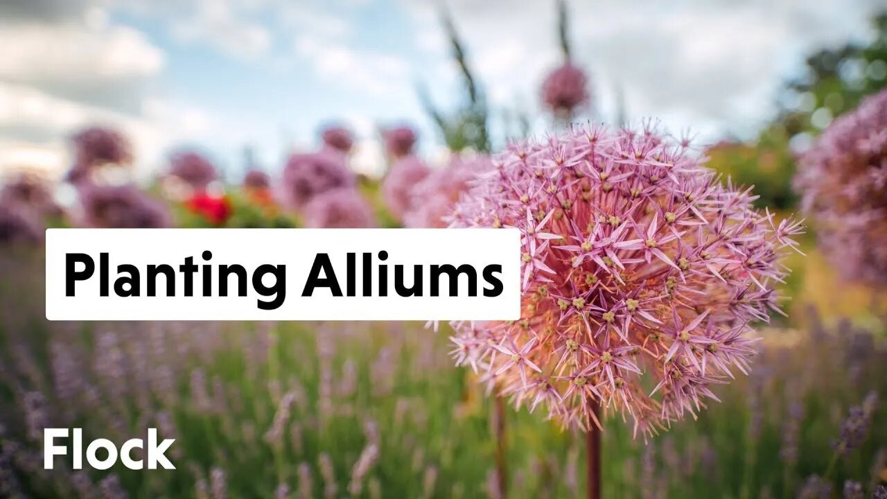 Planting ORNAMENTAL ALLIUM BULBS in Memorial Garden — Ep. 058